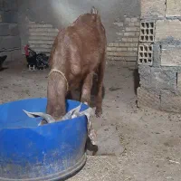 بز پاکستانی باردار|حیوانات مزرعه|بندر ماهشهر, |دیوار