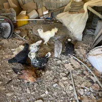 جوجه سلطان۶ماهه