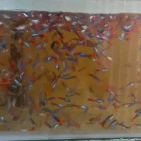 ماهی گوپی|ماهی|کرج, کوی کارمندان شمالی|دیوار