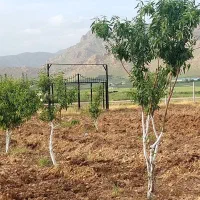 ۲۴۰۰متر زمین سنددار دونبش در ۵۰۰متری شهر روانسر|فروش زمین و ملک کلنگی|روانسر, |دیوار
