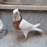 کبوتر رنگی درجه یک|پرنده|خرمشهر, |دیوار