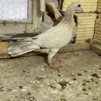 کبوتر|پرنده|مشکین‌دشت, |دیوار