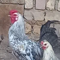 خروس جوان چهل تاج