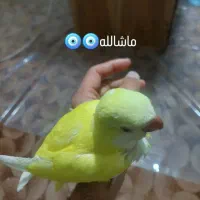 راهب گرینچیک خورشیدی طوطی