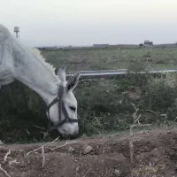 الاغ ماده یورقه گلگی بارکش کوه رفته|حیوانات مزرعه|کاشمر, |دیوار