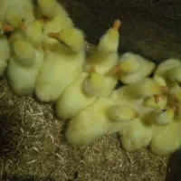 جوجه قوغاز اصیل و جوجه بوقلمون