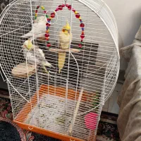 قفس پرنده عروس هلندی