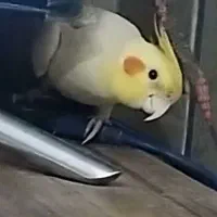 عروس هلندی نر