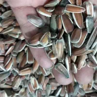 تخمه افتاب گردان|حراج|کدکن, |دیوار