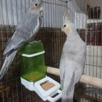 یک جفت عروس هلندی جوان