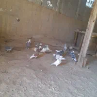 ۲۵ تا کبوتر برا فروش یکجا