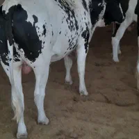 گوساله
