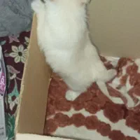 سگ پامر|سگ|کرمان, |دیوار