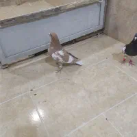 کبوتر