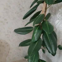 گل فیلکوس بزگ شاداب|گل و گیاه طبیعی|مشهد, امیریه|دیوار