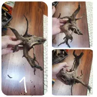 ریشه‌های آبنوس ظریف دو سال خیس خورده آماده