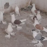 کبوترپشتی کاکل پرپا|پرنده|کاشمر, |دیوار