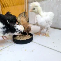 جوجه سلطانی