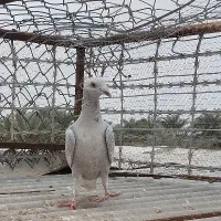 دورگ|پرنده|خرمشهر, |دیوار