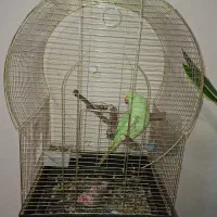 طوطی ملنگوی چست و چابک|پرنده|چمران, |دیوار