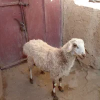 بره نر|حیوانات مزرعه|قهستان, |دیوار