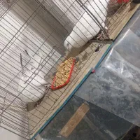 یک جفت کبوتر پرشی