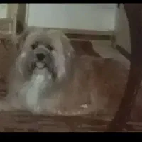 سگ  یک ساله دوماه   قدس   از حیاط دزدیده شده