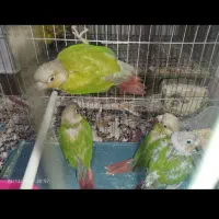 گرینچیک|پرنده|بروجرد, |دیوار