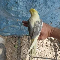 عروس هلندی|پرنده|دوگنبدان, |دیوار