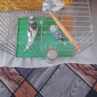 مرغ عشق|پرنده|میانه, |دیوار