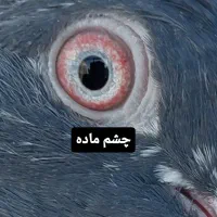 کبوتر پاکستانی دب والا|پرنده|اصفهان, پروین|دیوار
