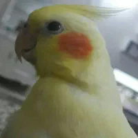 عروس هلندی فلکه حسین فهمیده