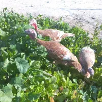 فروش ۶تا بوقلمون بوربورن هشت ماهه|حیوانات مزرعه|قیروکارزین, |دیوار