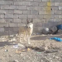 سگ هاسکی معاوضه با کفتر و مرغ