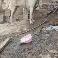 سرابی|سگ|کنگاور, |دیوار