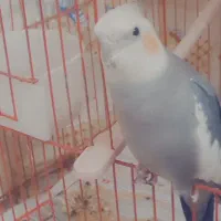 عروس هلندی اهلی نر