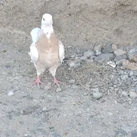 کبوتر،طوقی،معاوضه باسوسکی دمسفید|پرنده|هرسین, |دیوار