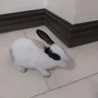 خرگوش|موش و خرگوش|گرگان, |دیوار