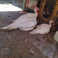 بوقلمون