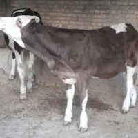 گوساله سمینتال آلمانی گاو|حیوانات مزرعه|اهواز, کوی ملی راه|دیوار