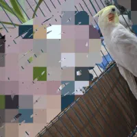 عروس هلندی لوتینو|پرنده|بافق, |دیوار