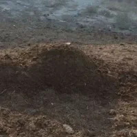 کود گاوی برای کشت