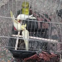 سه عددعروس هلندی|پرنده|اراک, |دیوار