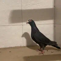 زیل ماده نر و ماده هواگیر