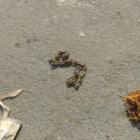 زنجیر چرخ ماشین|قطعات یدکی و لوازم جانبی|تهران, اقدسیه|دیوار