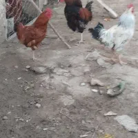 خروس روستای