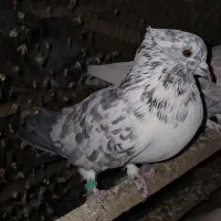 کبوتر|پرنده|طالقان, |دیوار