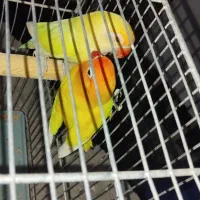 طوطی برزیلی فیشر مولد|پرنده|دره شهر, |دیوار