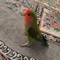 طوطی برزیلی|پرنده|ری, علایین|دیوار