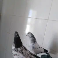 فروش 3جفت جوجه و1 نر درجه یک همه چی تموم